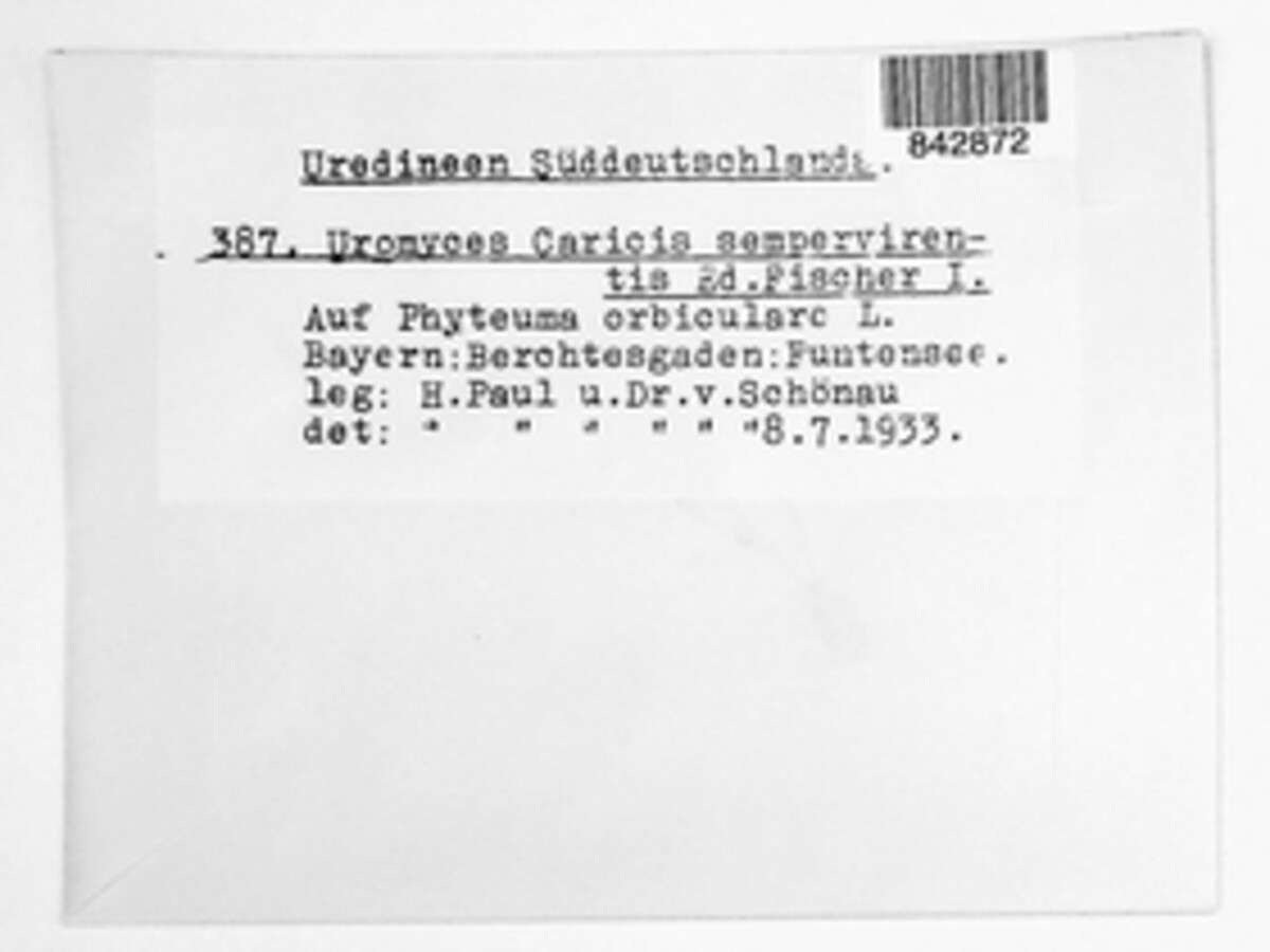 Uromyces caricis-sempervirentis image